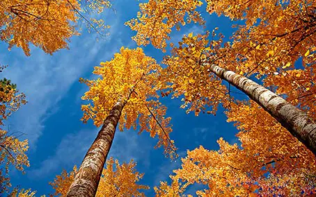 autumn-background