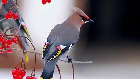 beautiful-birds-background