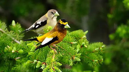 beautiful-birds-background