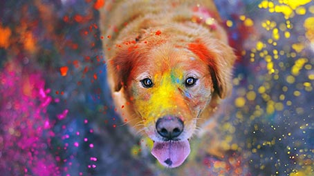 holi-background