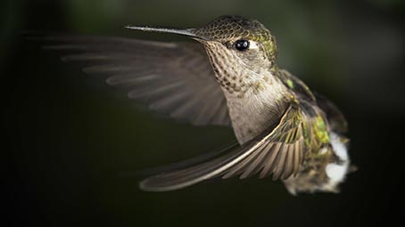 hummingbird-background
