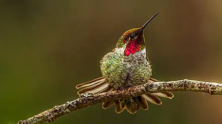 hummingbird-background
