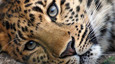 leopard-background