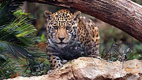 leopard-background