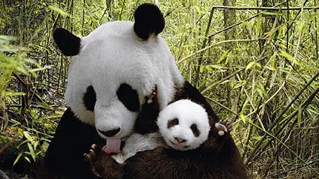 panda-background