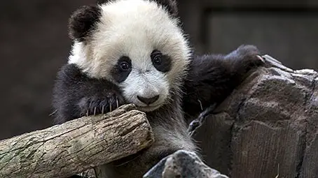 panda-background