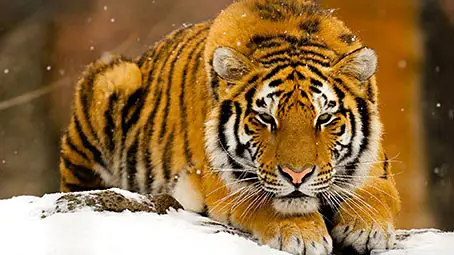 tiger-background