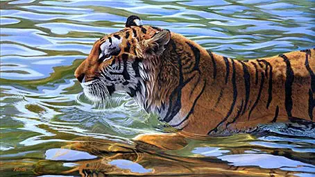tiger-background