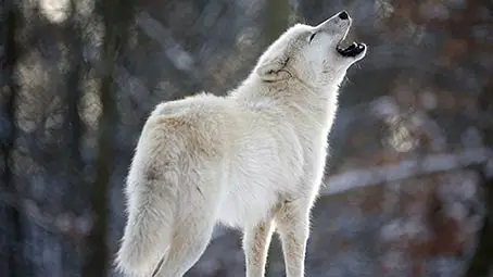 wolf-background