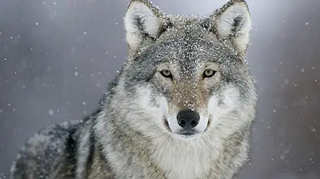 wolf-background