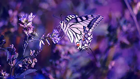 butterfly-background