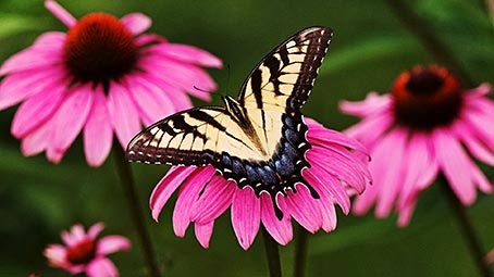 butterfly-background