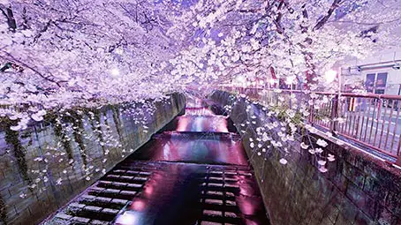 sakura-tree-background