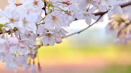 sakura-tree-background