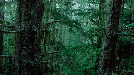 forest-floor-background