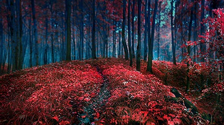 forest-floor-background