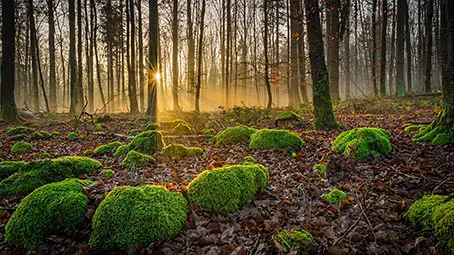 forest-floor-background