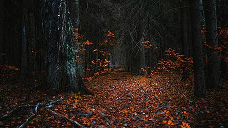 forest-floor-background