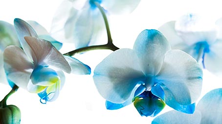 orchid-background