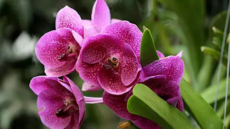 orchid-background