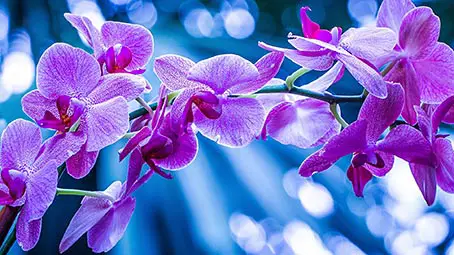 orchid-background