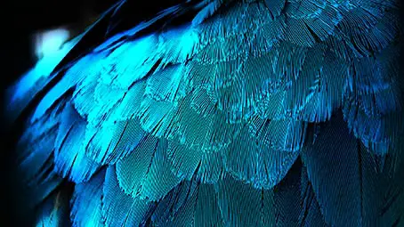 feather-background