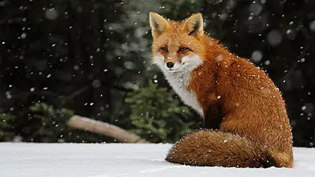 fox-background
