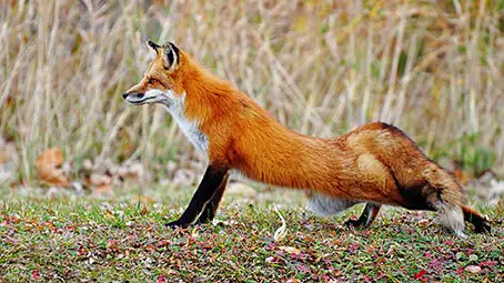 fox-background
