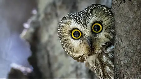 owl-background