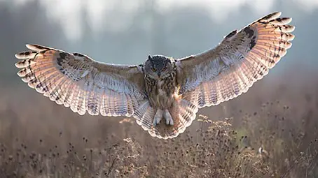 owl-background