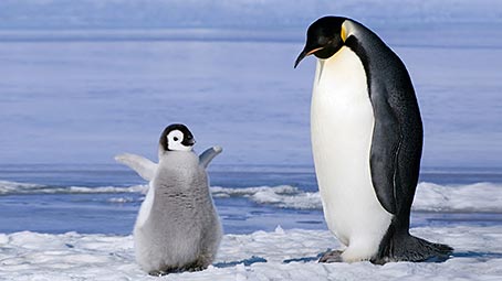 penguin-background