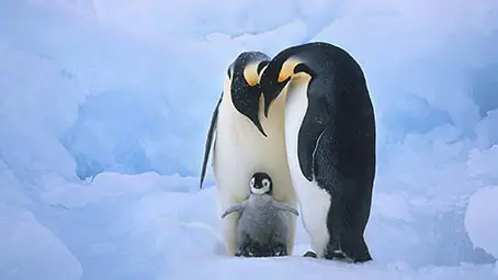 penguin-background