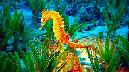 seahorse-background