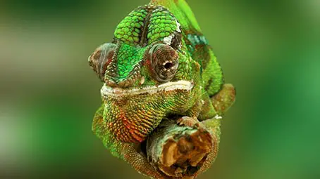 chameleon-background