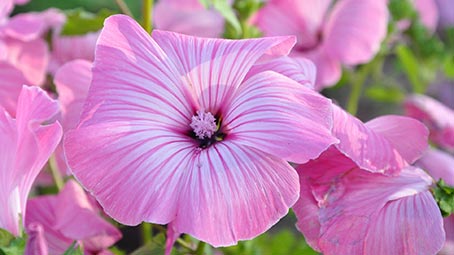 flower-background