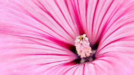 flower-background