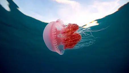 jellyfish-background