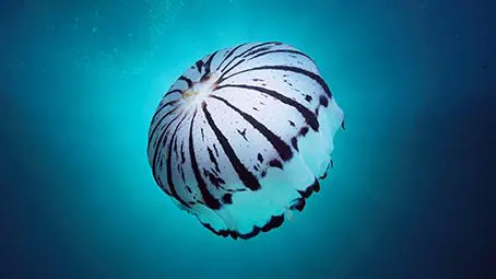 jellyfish-background