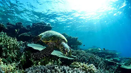 sea-turtle-background