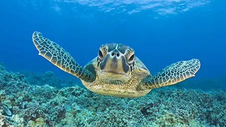 sea-turtle-background