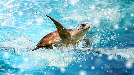 sea-turtle-background