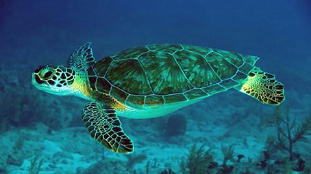 sea-turtle-background