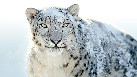 snow-leopard-background