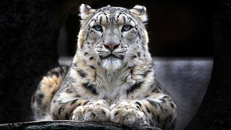 snow-leopard-background