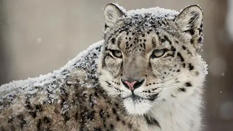 snow-leopard-background