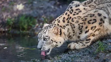 snow-leopard-background