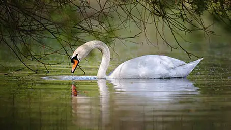swan-background