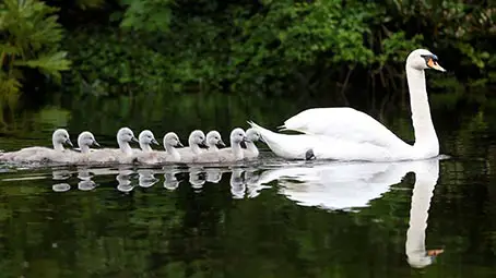 swan-background