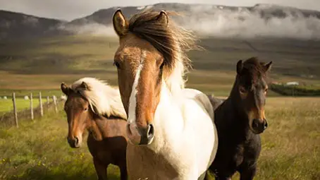 horse-background