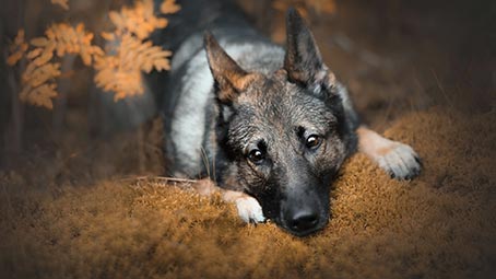 german-shepherd-background